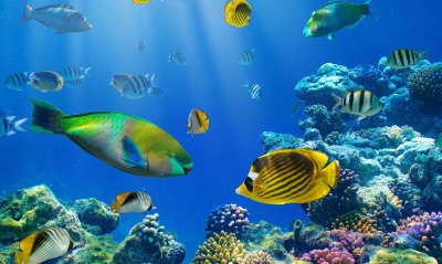 мир под водой, рыбы