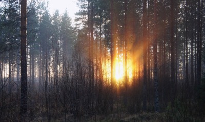 лес, солнце