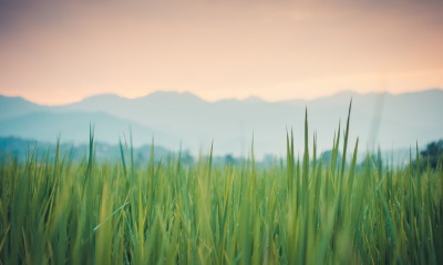 лужайка, трава