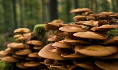 ядовитые грибы, лес