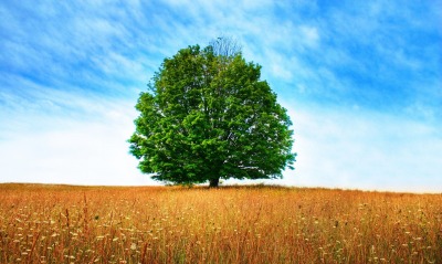 одинокое дерево, поле