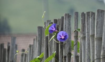 цветок, забор