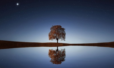 одинокое дерево, отражение