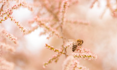 опыление, пчела