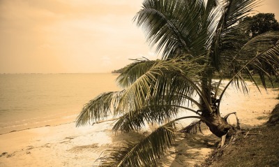 пальма, море