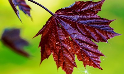 лист осень клен бордовый