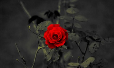 роза, кустовая