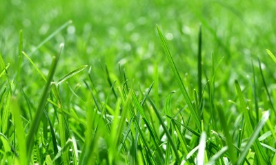 трава, зелень