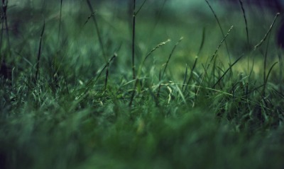трава, зелёная