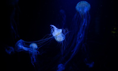 медузы, свечение
