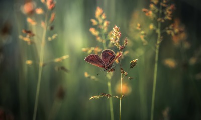 бабочка, травинка