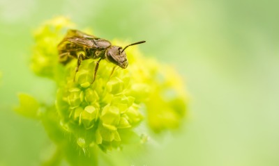 пчела, цветы