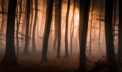 лес, мрак