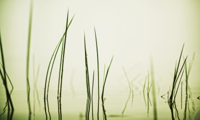 трава, вода