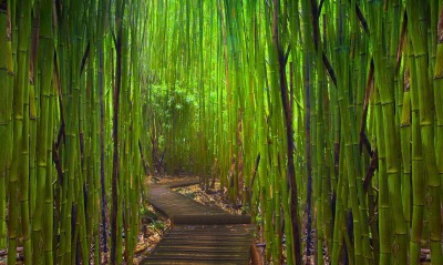 тропинка бамбук заросли