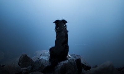 собака, туман