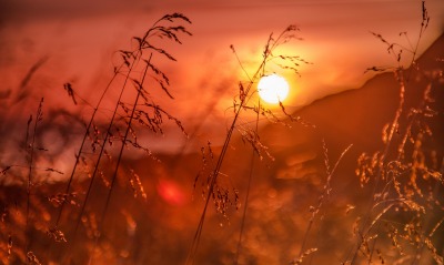 трава закат солнце красный закат