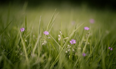 трава, цветочки