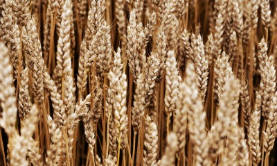 пшеница, колосья