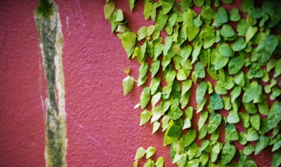 листья, стена