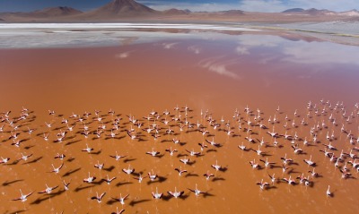 фламинго, пустыня