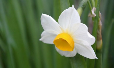 цветок белый распустившийся
