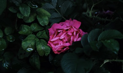 цветок, роза