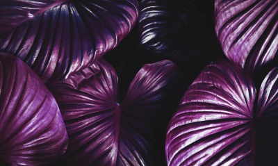 листья, фиолетовый