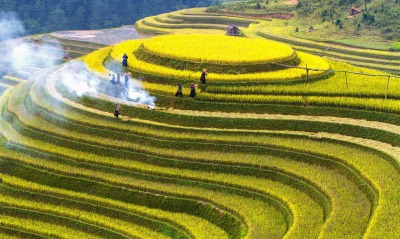 рисовое поле, гора