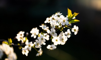 весна природа цветка цветение