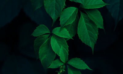 листья ветка темнота