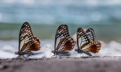 бабочки, песок