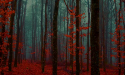 осень лес мрак красный лес