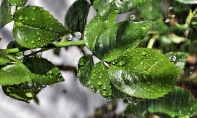 дождь, листья