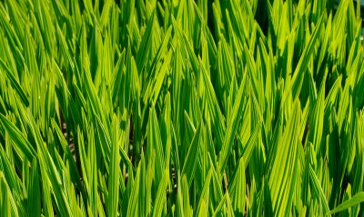 трава высокая зеленая крупный план