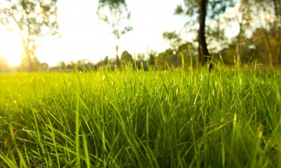 трава, утро