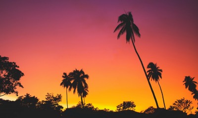 закат, пальмы