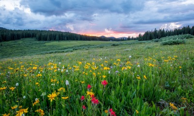 поляна цветы поле на закате склон