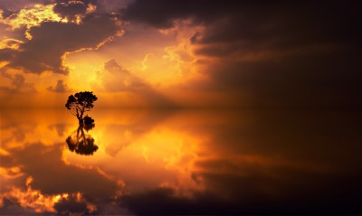 море дерево одинокое дерево закат отражение
