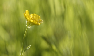цветок, трава