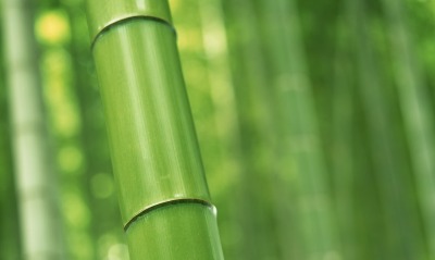 бамбук ствол зелень