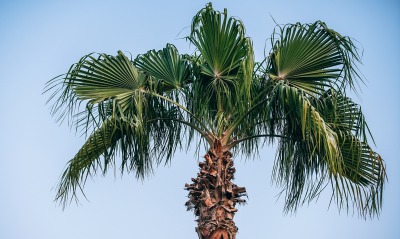 пальма, верхушки