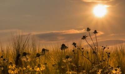 трава сухая трава на закате солнце