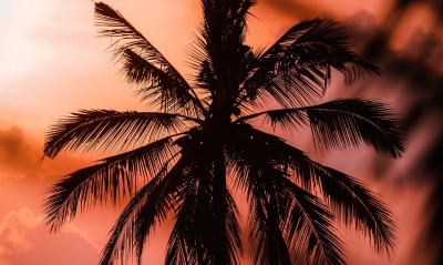 пальма, ветви
