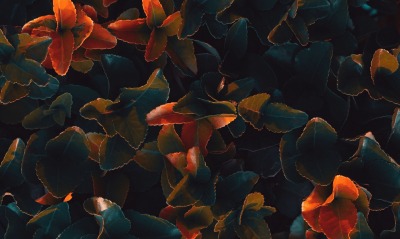 куст, листья