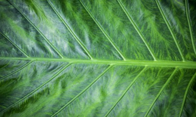 лист макро зеленый