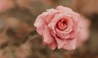 бутон роза розовый цветок