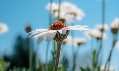ромашка крупный план цветок полевой