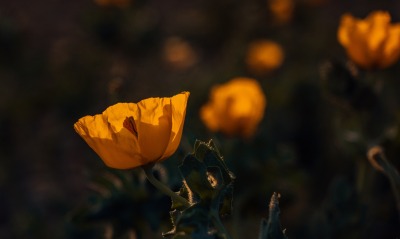 цветок желтый темнота крупный план