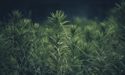 трава, зеленый
